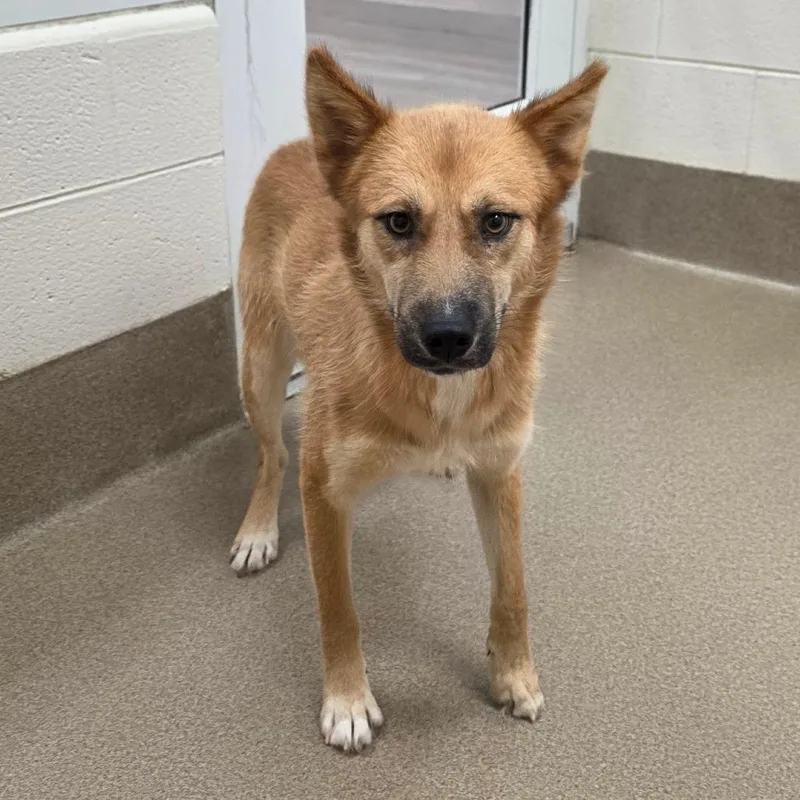 A young medium-sized female Husky dog named Foxy for adoption in Chatham, VA