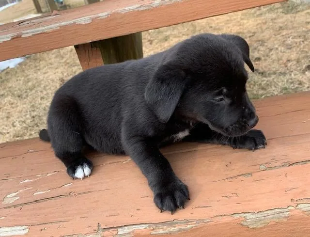 Magnolia thumbnail 2