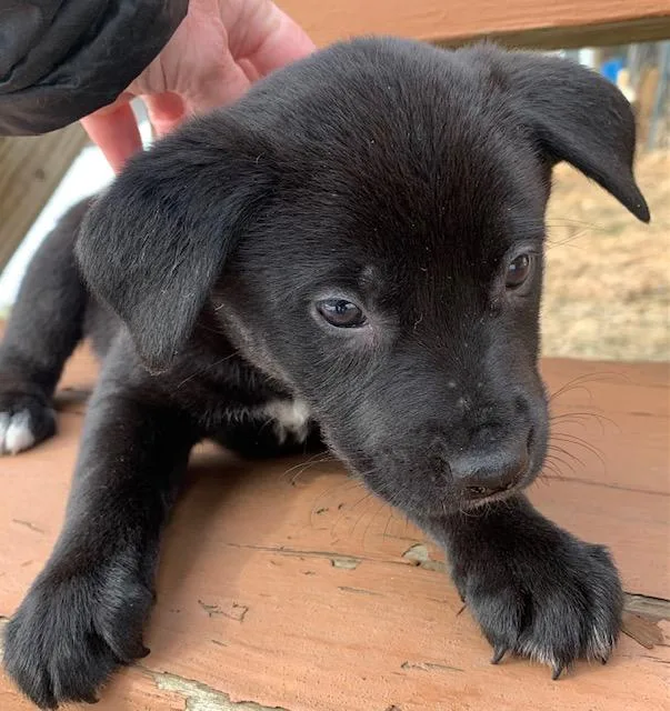 Magnolia thumbnail 3