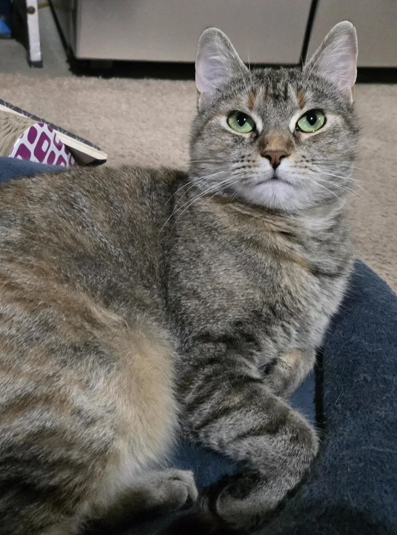 A young medium-sized female Tabby (Gray / Blue / Silver) Domestic Short Hair cat named Ariel for adoption in East Hanover, NJ