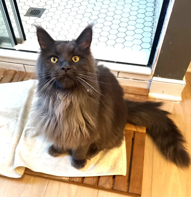 Boris
