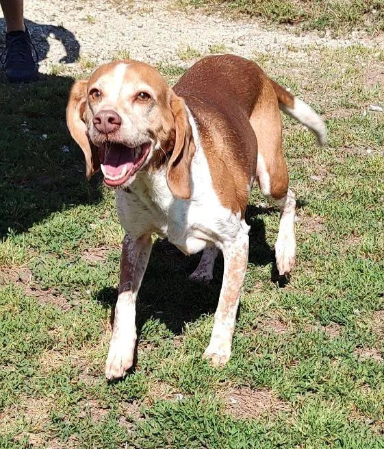 A senior medium-sized male Tricolor (Brown, Black, & White) Beagle dog named Buddy for adoption in Cape May Court House, NJ