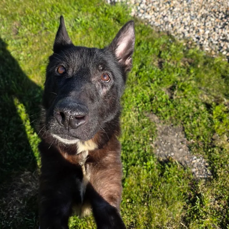 An adult medium-sized female Black German Shepherd Dog dog named Leah for adoption in Bristol, IN