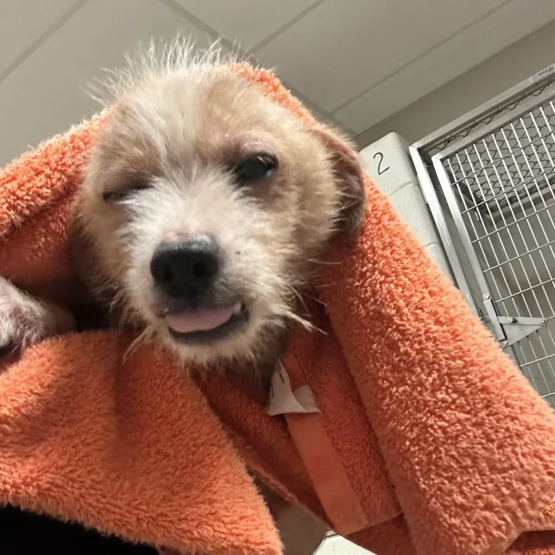 An adult small-sized male Yellow / Tan / Blond / Fawn Terrier dog named Snuggles for adoption in Bristol, IN