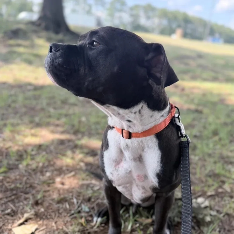 An adult large-sized male Black Mixed Breed dog named Peter for adoption in Bangall, NY