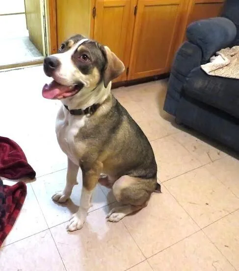 An adult medium-sized male White / Cream Catahoula Leopard Dog dog named Cruze for adoption in Clinton, ME