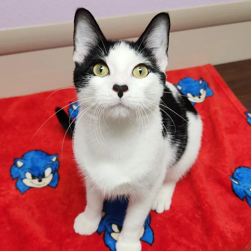 An adult medium-sized male Domestic Short Hair cat named Mario for adoption in Marshfield, WI