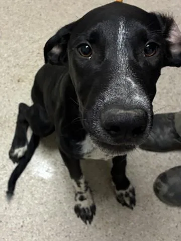 A young large-sized male Border Collie dog named Minion for adoption in Bakersfield, CA