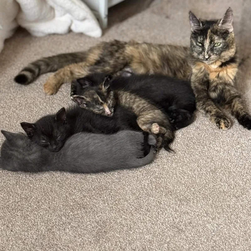 An adult medium-sized female Tortoiseshell Domestic Short Hair cat named Meche for adoption in Birdsboro, PA