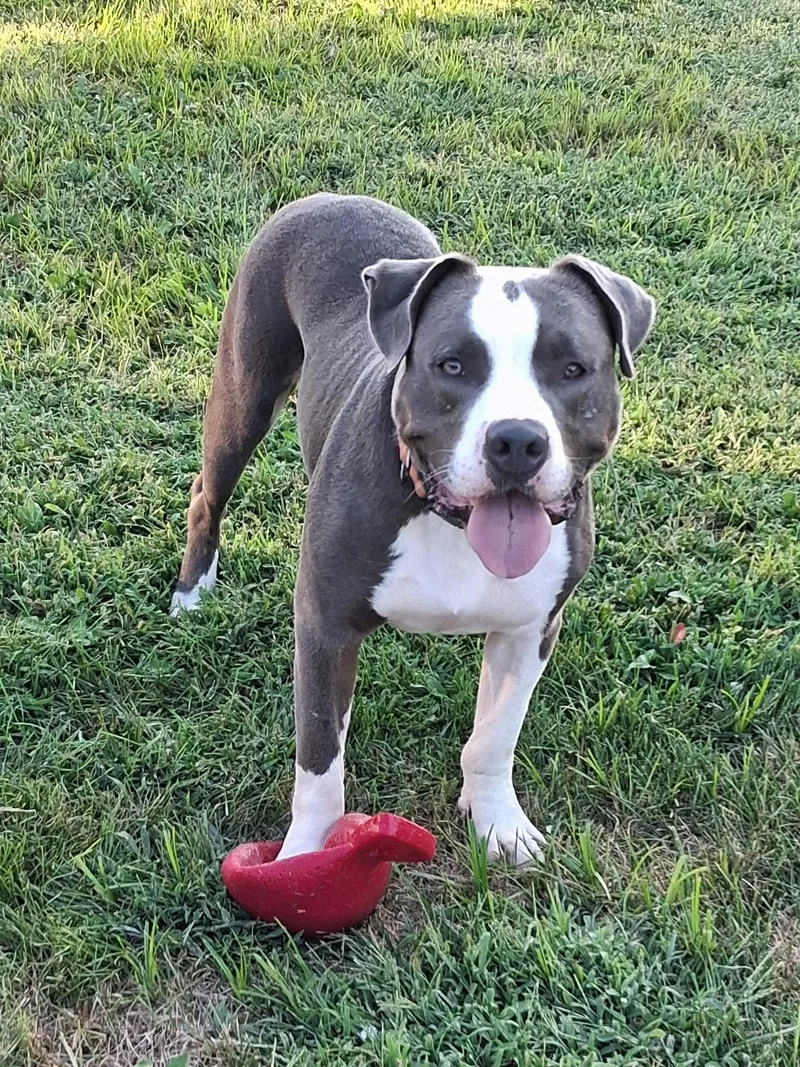 A young medium-sized male Gray / Blue / Silver Pit Bull Terrier dog named Prince for adoption in Momence, IL
