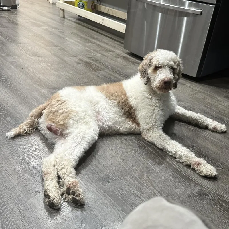 An adult medium-sized male Apricot / Beige Standard Poodle dog named Teddy for adoption in Chicago, IL