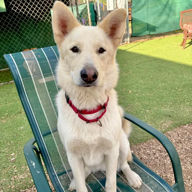 An adult medium-sized male White / Cream German Shepherd Dog dog named Mack for adoption in Kerrville, TX