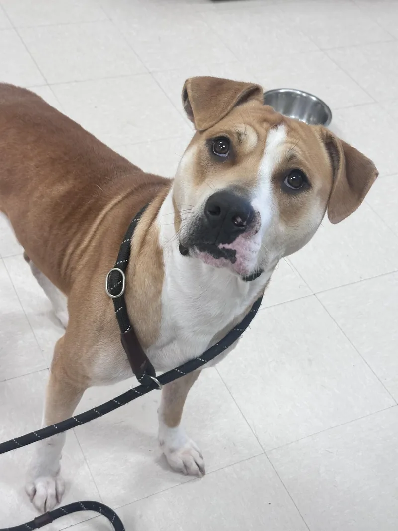 A young medium-sized male Yellow / Tan / Blond / Fawn Pit Bull Terrier dog named Burton for adoption in Clayton, NJ