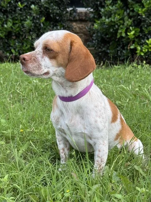 A young small-sized male Dachshund dog named Caleb for adoption in Boerne, TX