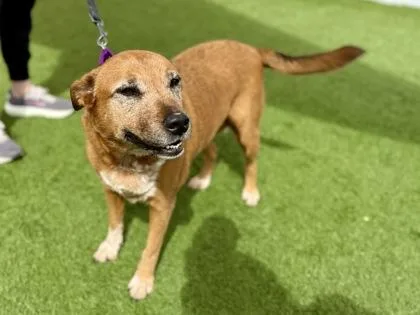 An adult medium-sized female Australian Cattle Dog / Blue Heeler dog named Bobbie J for adoption in Downers Grove, IL