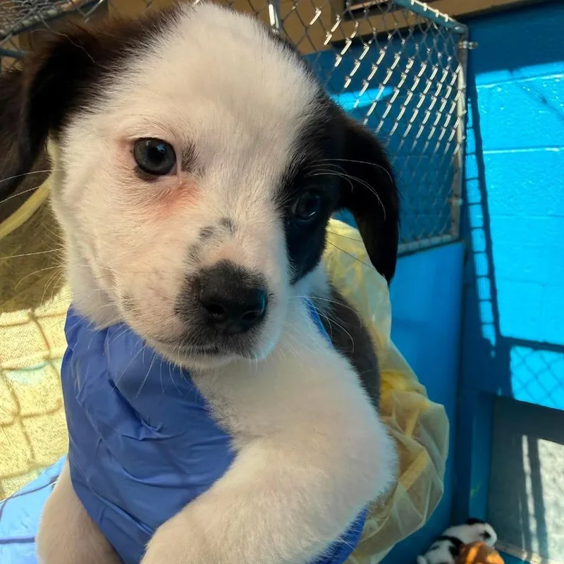 A baby small-sized female White / Cream Pomeranian dog named Meadow for adoption in San Diego, CA