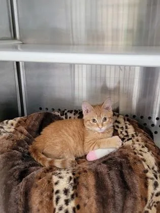 A baby small-sized male Domestic Short Hair cat named Kermit for adoption in Fergus Falls, MN