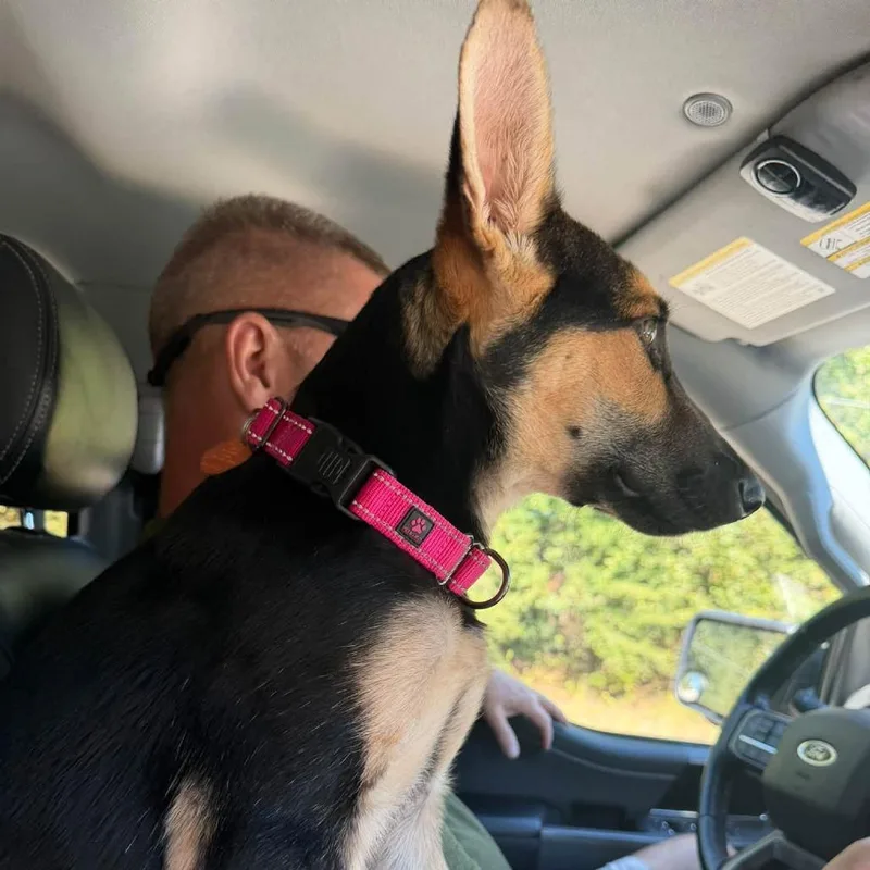 A baby medium-sized female German Shepherd Dog dog named Abbey AKA Shadow for adoption in Enterprise, AL