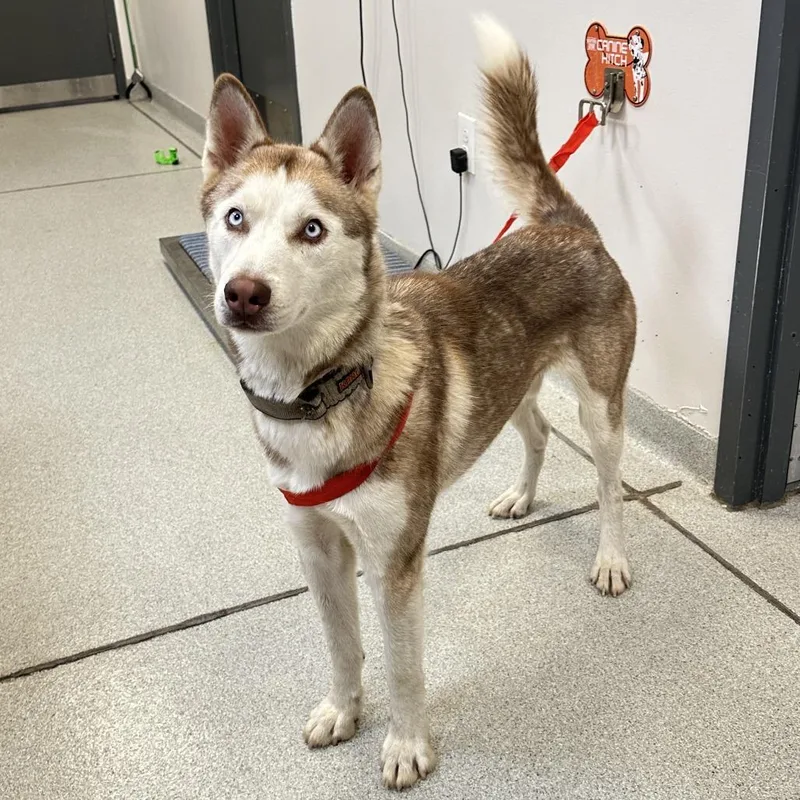 An adult medium-sized male Husky dog named Kyle for adoption in Franklin, TN