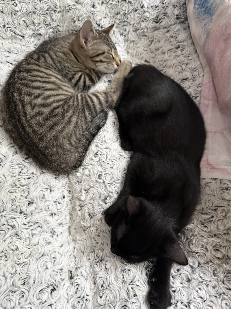 A baby medium-sized male Domestic Short Hair cat named Ice Cream for adoption in Stewartsville, NJ