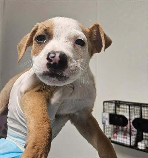 A baby small-sized male Pit Bull Terrier dog named Spencer for adoption in Bakersfield, CA