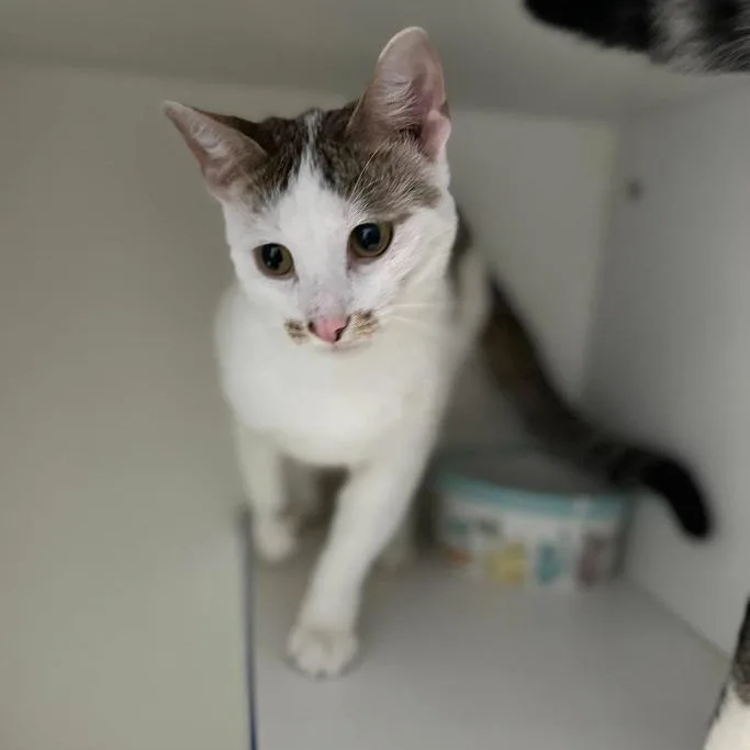 A young medium-sized male White Domestic Short Hair cat named Abbot for adoption in Normal, IL