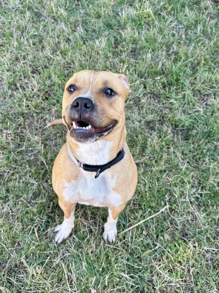 An adult medium-sized female Pit Bull Terrier dog named DQ Pickle for adoption in Glen Allen, VA