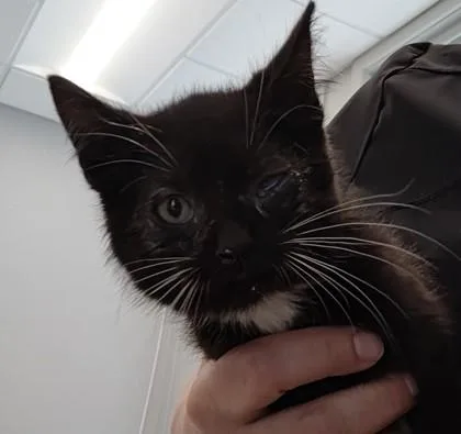 A young small-sized male Domestic Short Hair cat named Titus for adoption in Lafayette, IN