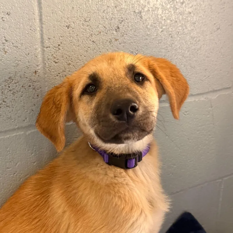 A baby medium-sized female Yellow / Tan / Blond / Fawn Anatolian Shepherd dog named Brittany for adoption in Santa Barbara, CA