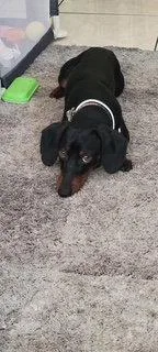 A young small-sized male Dachshund dog named Hamilton Logan UT for adoption in Los Angeles, CA