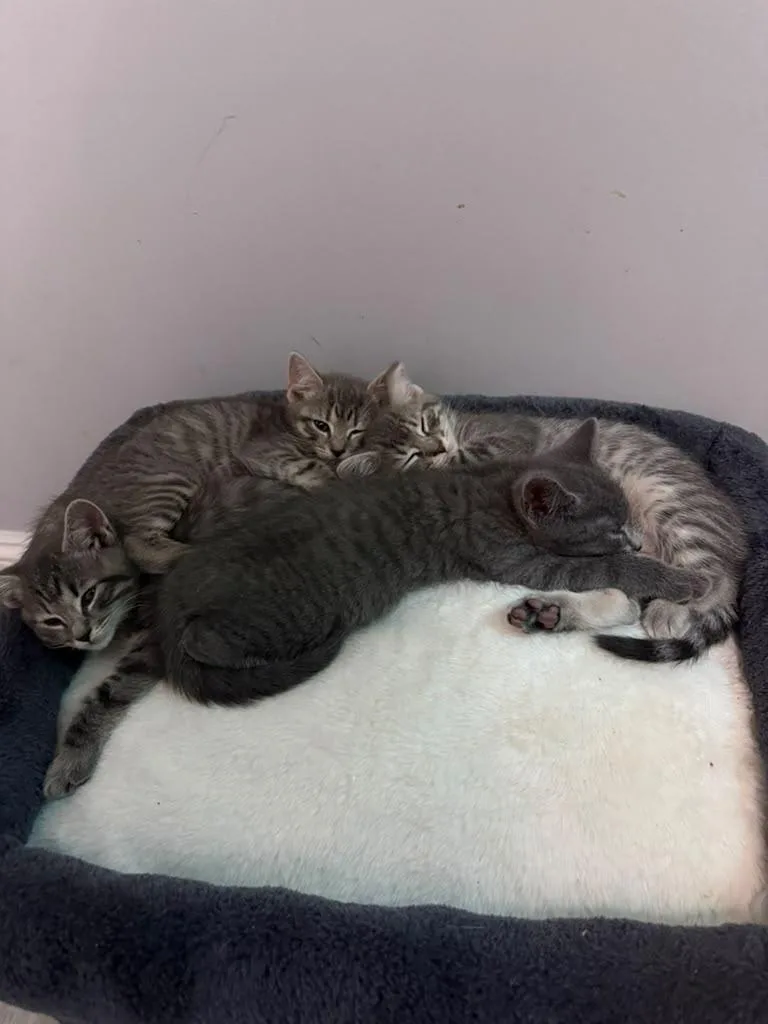 A baby small-sized male Tabby (Gray / Blue / Silver) American Shorthair cat named Candy Litter for adoption in Highland Park, NJ