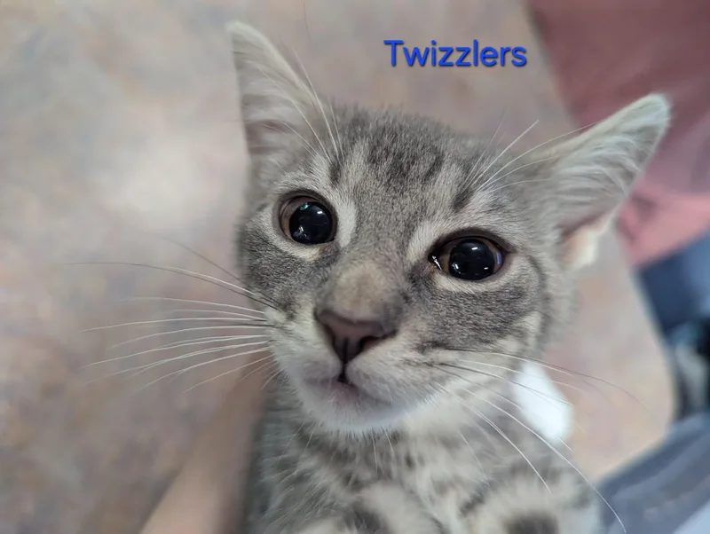 Candy Litter thumbnail 2