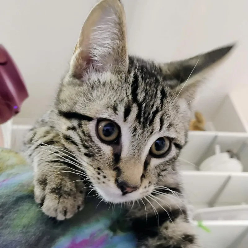 A baby medium-sized male Domestic Short Hair cat named Astro for adoption in Sonora, CA