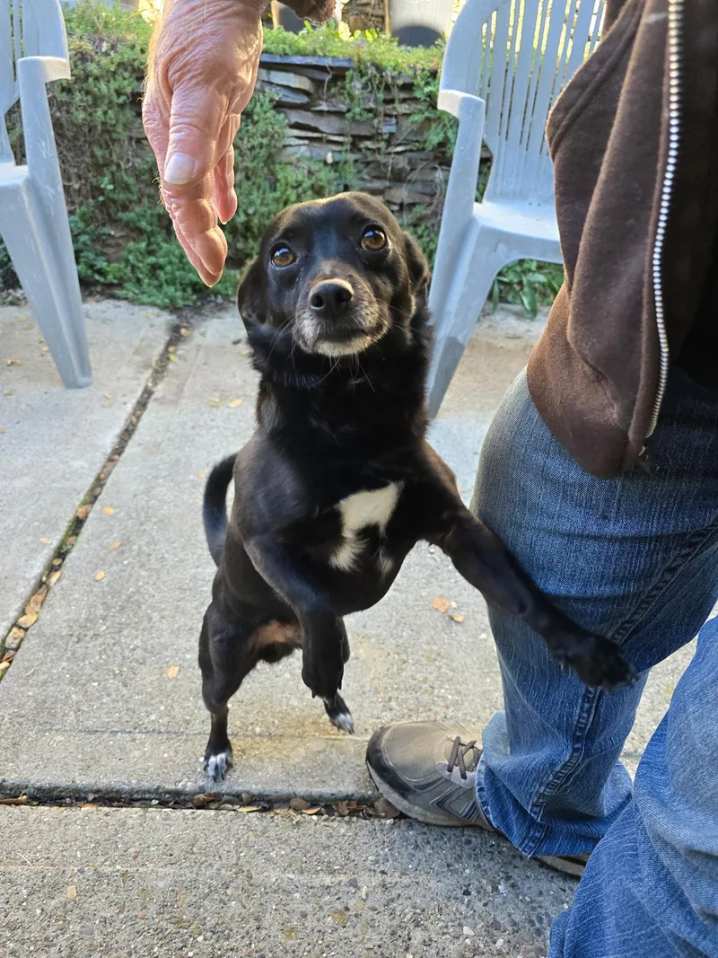 Mordecai thumbnail 2