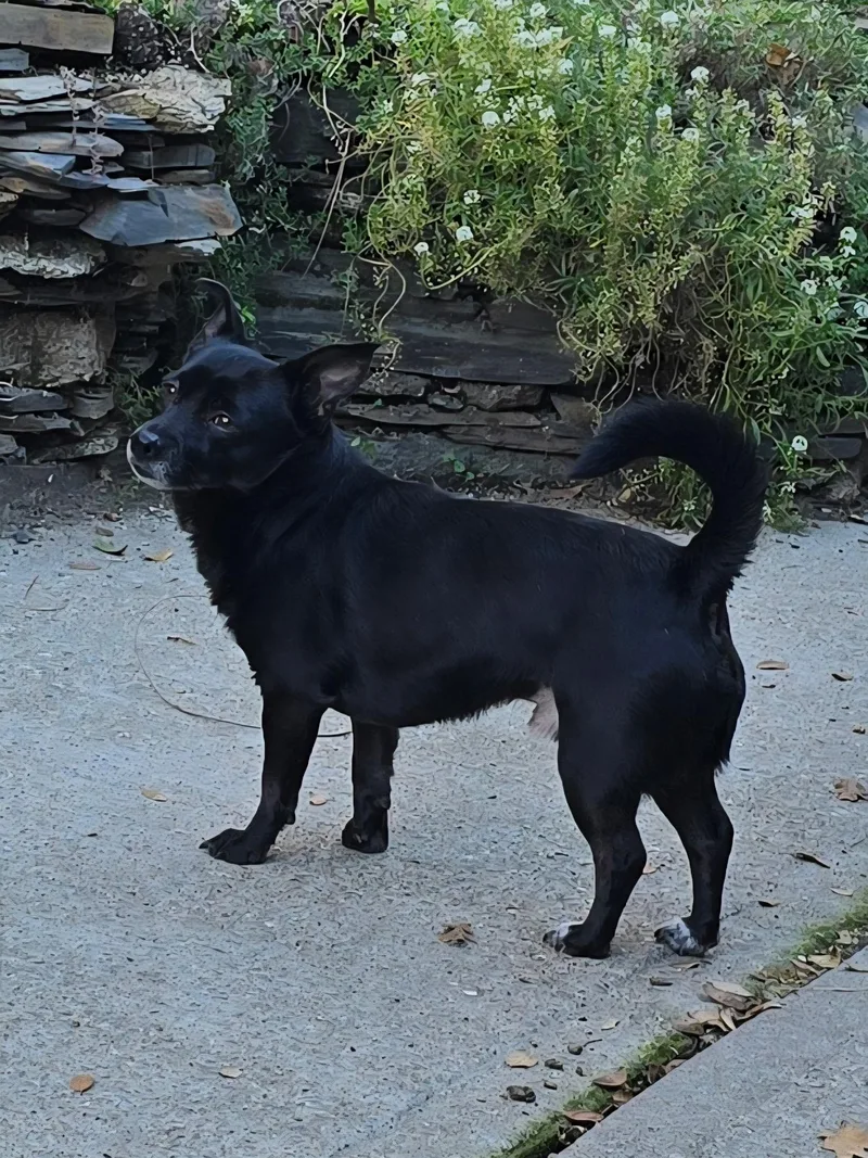 Mordecai thumbnail 3