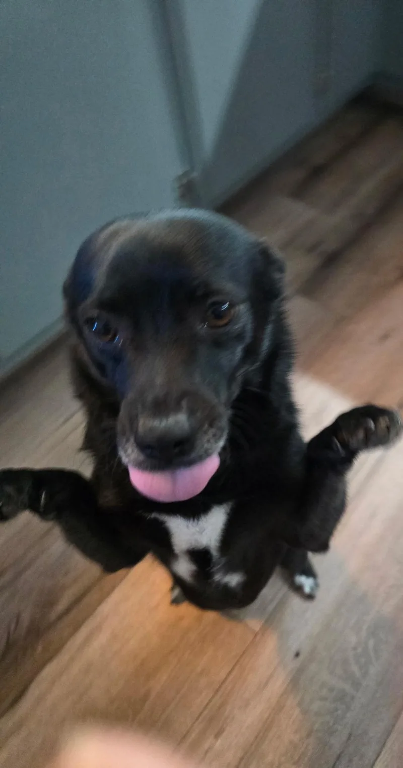 Mordecai thumbnail 4