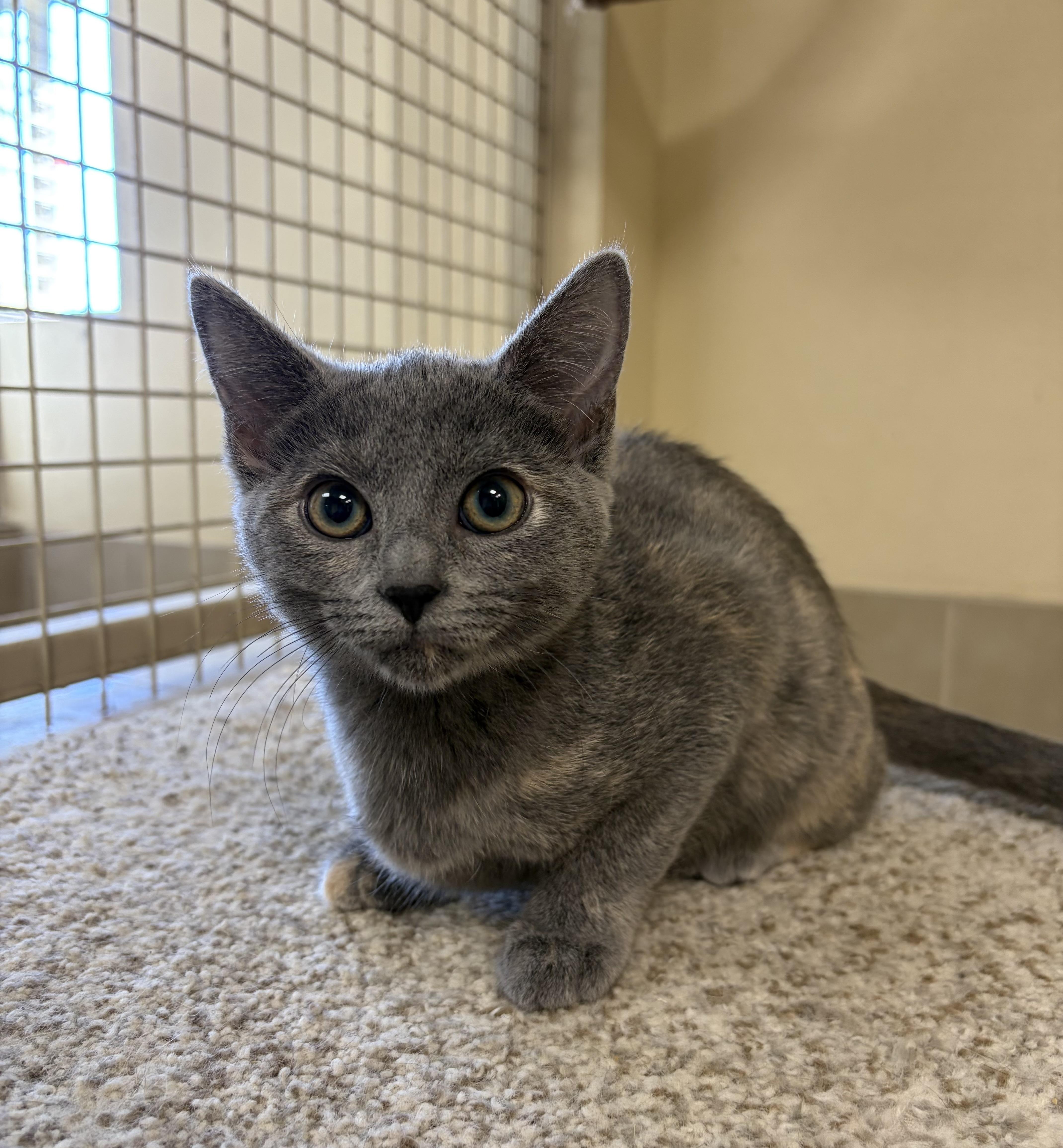 A baby medium-sized female Dilute Tortoiseshell cat named Violet for adoption in Kerrville, TX