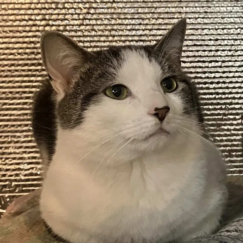 A young medium-sized male Tabby (Gray / Blue / Silver) Tabby cat named Cloverdew for adoption in Kent, OH
