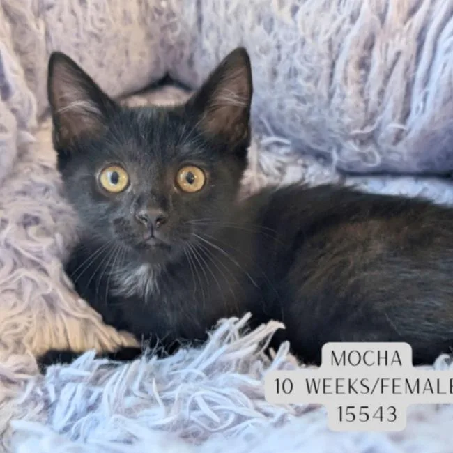 Mocha