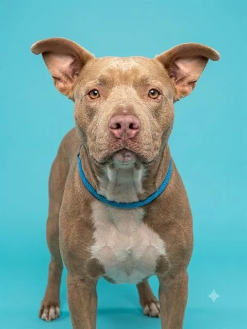 A young medium-sized male Mixed Breed dog named Burdock for adoption in Jacksonville, FL