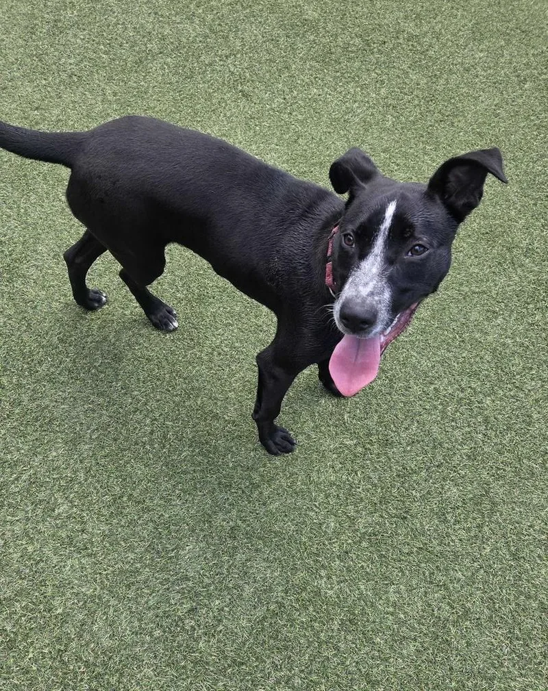 A baby medium-sized male Cattle Dog dog named Onyx for adoption in New Orleans, LA