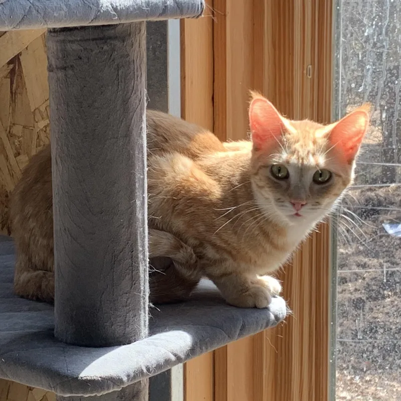 A young medium-sized female Orange & White Domestic Short Hair cat named Cady for adoption in Stockholm, WI