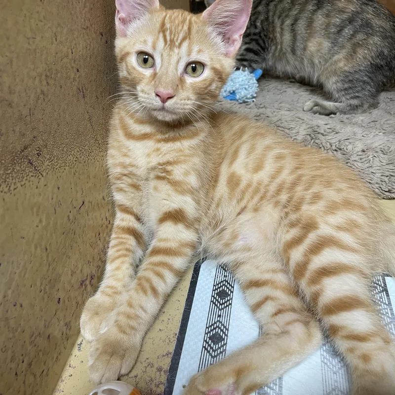 A baby medium-sized male Tabby (Orange / Red) Domestic Short Hair cat named Gildo ORT for adoption in Missouri City, TX