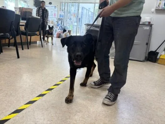 A young large-sized male German Shepherd Dog dog named Enzo for adoption in San Pedro, CA
