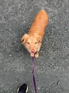 An adult medium-sized female Golden Retriever dog named Sissy for adoption in Rutherfordton, NC