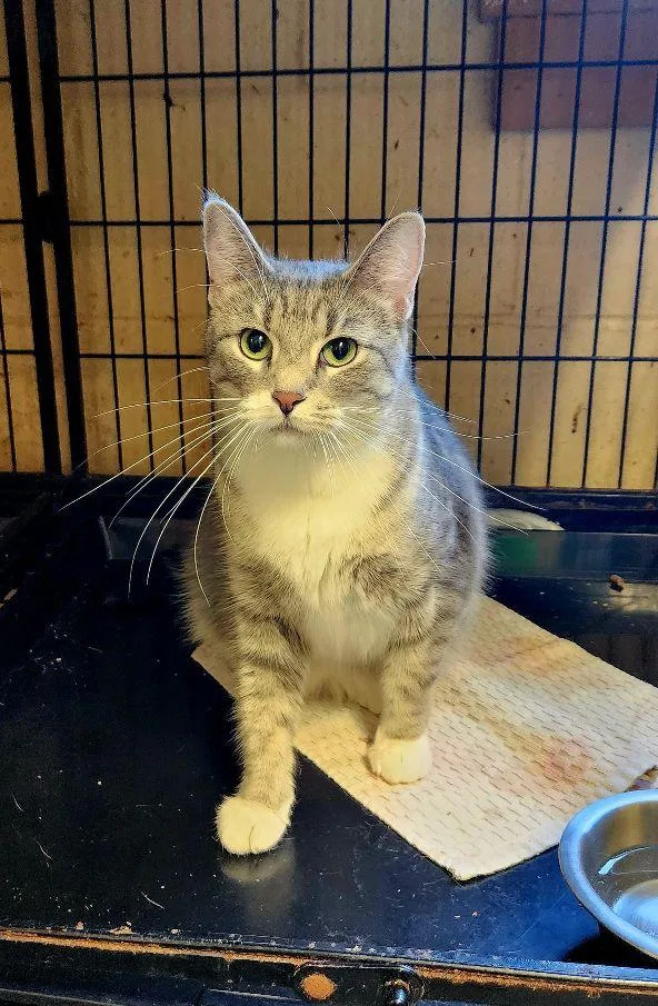 A young medium-sized female Gray & White Tabby cat named Lena for adoption in Perth Amboy, NJ