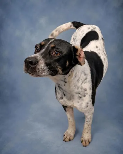 An adult medium-sized female Australian Cattle Dog / Blue Heeler dog named Vanessa for adoption in Taylorsville, NC