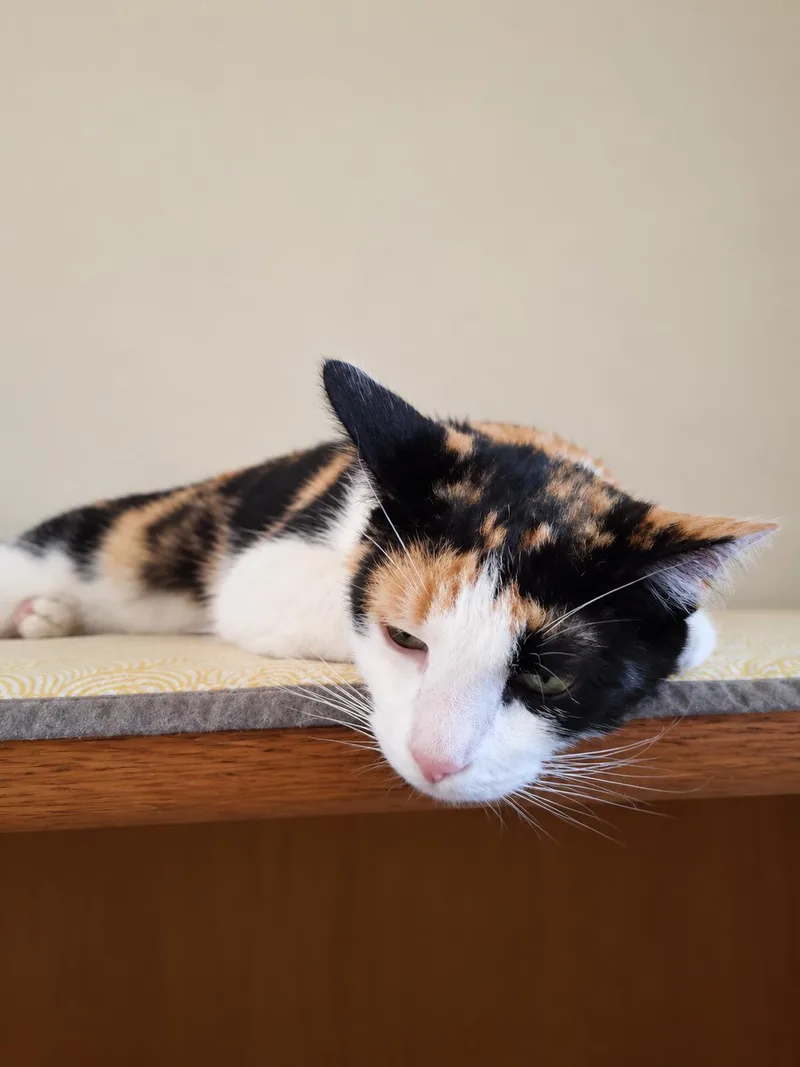 An adult medium-sized female Calico cat named Heidi for adoption in Santa Cruz, CA