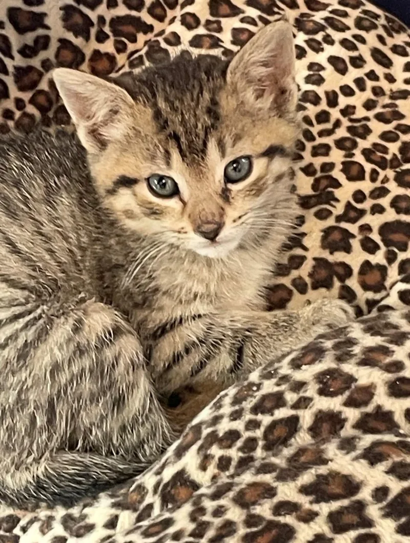 A baby medium-sized male Tabby (Brown / Chocolate) Domestic Short Hair cat named Lyra for adoption in Hawthorne, NJ
