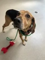 A senior large-sized male Mixed Breed dog named Cletus for adoption in Manitowoc, WI